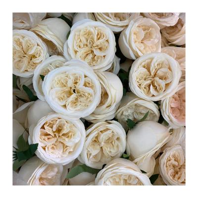 China Austin 10cm high quality silk and plastic artificial rose flower head for wedding event decorations MGHT012 for sale