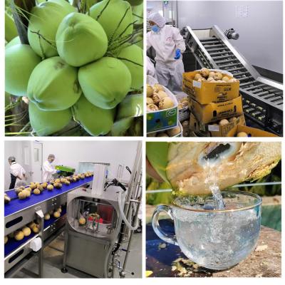 Cina Macchina di lavorazione del cocco ad alto grado automatico per la produzione di latte di cocco in vendita