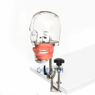 China Teaching aid nissin model dental manikin main nissin simulator study model phantom dental model for sale