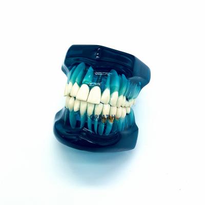 China Durable Dental Supplies Dental Implant Dental Model Teeth Model For Dentists for sale