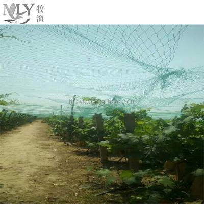 China Protect China PE 100% Invisible Anti Bird Netting For Sale for sale