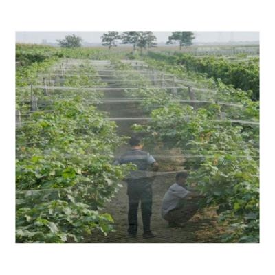 China Protect Best Proof Anti Bird Deer Egg Netting West Netting Trellis Netting Agro Netting For Garden Bee Ne for sale