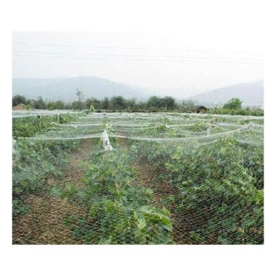 China Protect HDPE Anti Bird Netting Bird Netting For Yard Garden Anti Bird Netting for sale