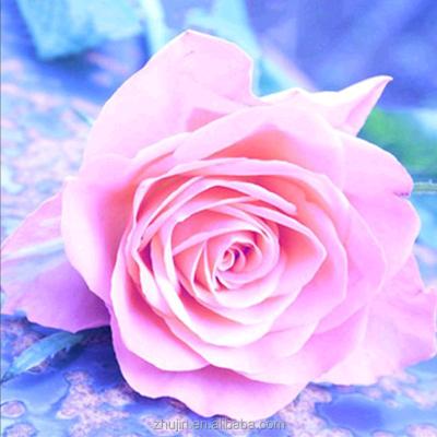 China Beautiful modern rose flower pictures 3d painting on canvas diy for sale