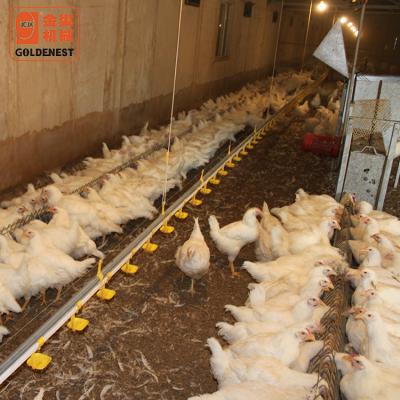 China Poultry House Poultry Feeding Equipment Drinking And Feeding Line Automatic Breeder System for sale