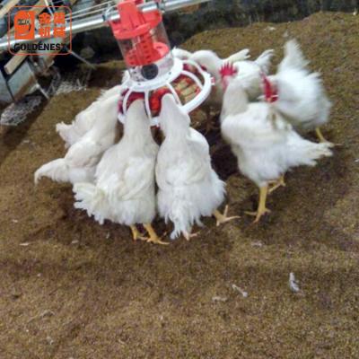 China Poultry House Breeder Chicken Feeding System Equipment For Parent Stock for sale