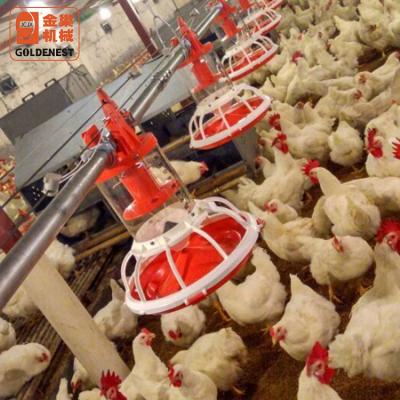 China Poultry House Poultry Farm Female Breeder Feeding Line and Male Breeder Feeding Line for sale