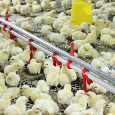 China Drinking System Poultry Nipple Drinker Farms Chicken Nipple Line For Poultry House for sale