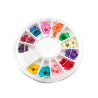 China Nail Art Decoration Nail Small Convenient Five Color Five Color Immortal Dry Flowers for sale