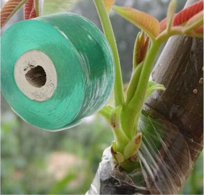 China Waterproof Nursery Tape Plant Repair Stretch Grafting Biodegradable Tape Tools for Floral Fruit Tree, for sale