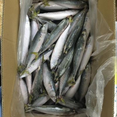 China High Quality Ground Frozen IQF Pacific Scomber Mackerel Japonicus Price FROZEN for sale