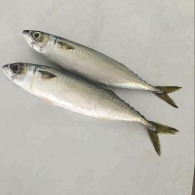 China SEAFROZEN FROZEN PACIFIC MACKEREL FISH for sale