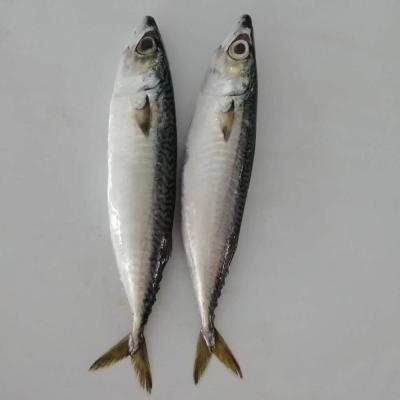 China Low Fat Frozen Seafood Whole Round Pacific Mackerel BQF for sale