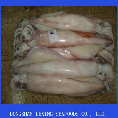 China Fresh frozen squid (socket fish, loligo fish, calamary) for sale