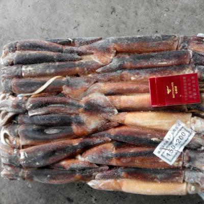 China Whole round squid 12.5kg from illex de NATURE for sale