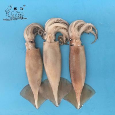 China Illex Low Fat IQF Frozen Squid for sale