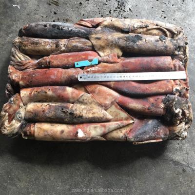 China Low Fat Whole Round Equator Frozen Squid With Lower Price for sale