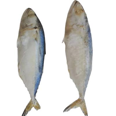 China Vitamin Frozen Fish Indian Mackerel For Malaysia for sale