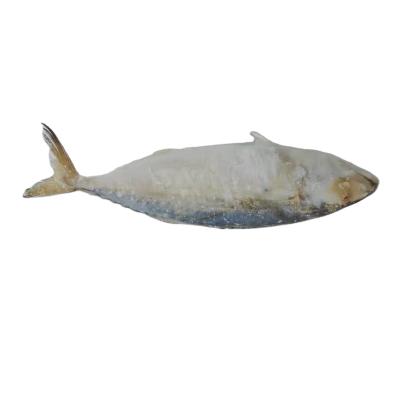 China Vitamins Factory Wholesale Frozen Indian Mackerel Fish for sale