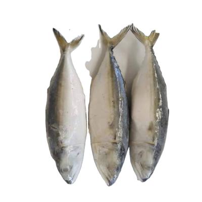 China NATURE Wholesale Indian Mackerel Fish for sale