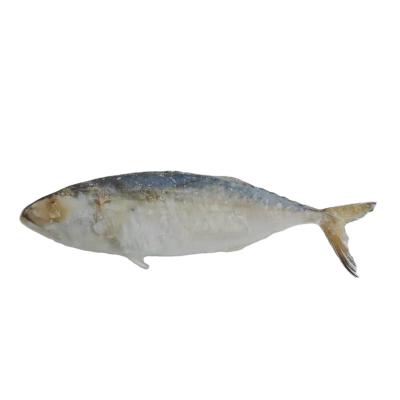 China Vitamins Frozen Indian Mackerel Fish For Sale for sale