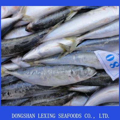 China FROZEN seafood round scad frozen fish (decapterus macarellus) for sale