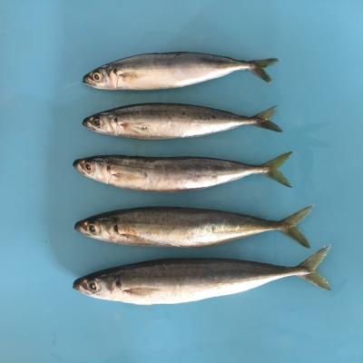 China China FROZEN factory whole muroaiji layang round scad fish for sale