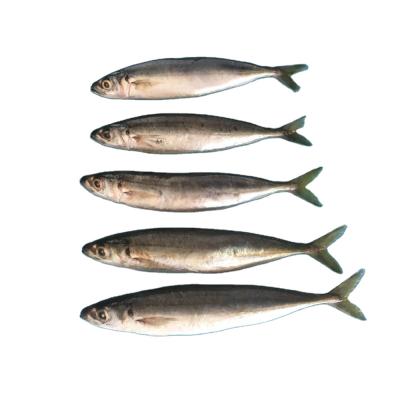 China Hook Round Scad Organic Light Frozen Fish for sale