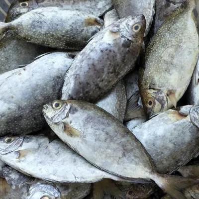 China IQF Organic Frozen Whole Round Rabbit Fish for sale