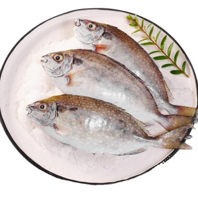 China Organic Fish Wholesale Frozen Rabbit Fish In Singapore for sale