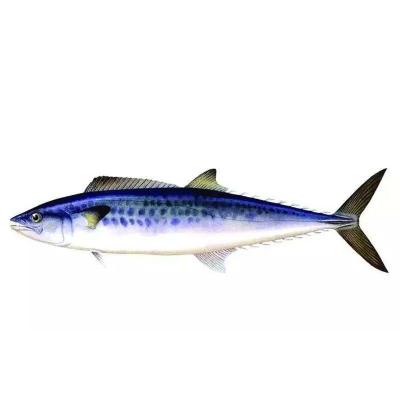 China Spanish Mackerel FROZEN Whole Round Price FROZEN for sale