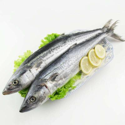 China Low-CARB LEXING High Protein Seafood Spanish Mackerel Frozen Fish for sale