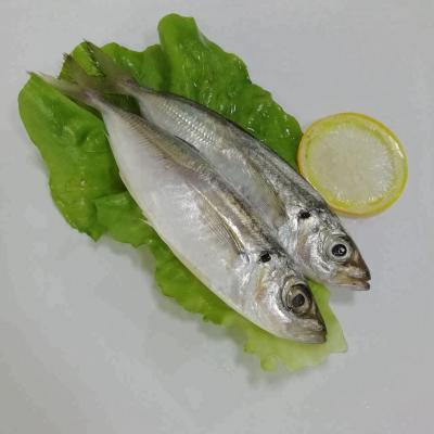 China FROZEN small eye scad saurels frozen fish for sale