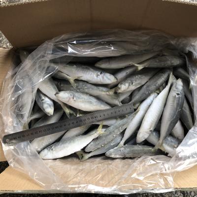 China FROZEN whole round seafood saurels round fish for cannning box for sale