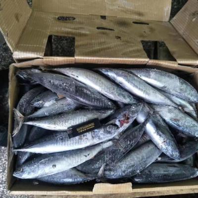 China FROZEN Bonito Tuna for sale