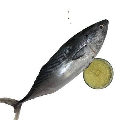 China Frozen tuna 500-750g bonito for sale