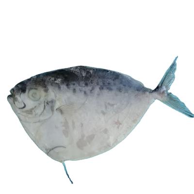 China FROZEN moonfish for sale