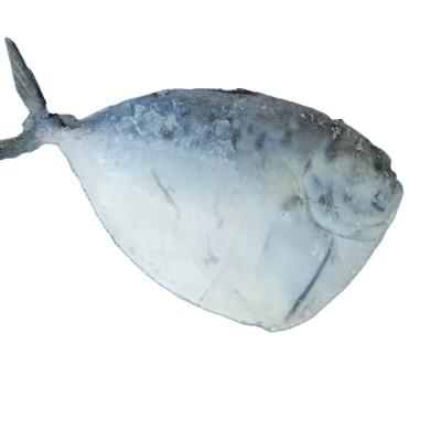 China Frozen Vitamins Moonfish (Mene maculata) for sale