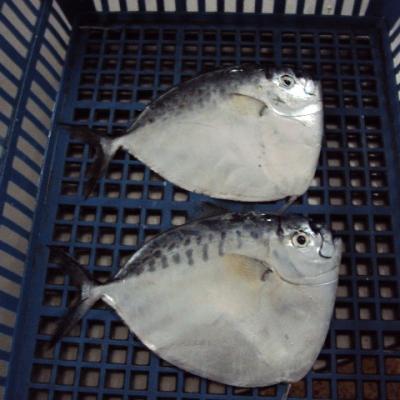 China FROZEN Bulk Moon Whole Round Fish for sale