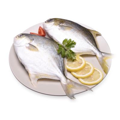 China FROZEN wholesale price fish cultured golden damselfish for market for sale