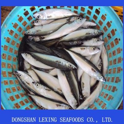 China Frozen Pacific Mackerel FROZEN Seafood for sale