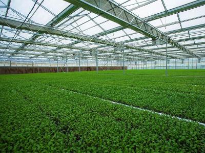 China Prefabricated Light Steel Structure Agricultural Vegetable Greenhouse Q235 ISO9001 for sale