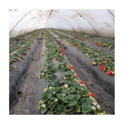 Κίνα Waterproof Agricultural Non Woven Fabric Roll PP Non Woven Fabric Non Woven Fabric For Blanket Plants προς πώληση