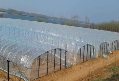 China Polyethylene Farm Plastic Supply 4 Year Clear Greenhouse Film 6 Mil Thickness for sale