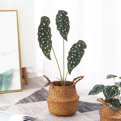 China Real Touch New Product PHT01 High Quality Potted Simulated Face Trout Begonia Flower Tabletop Artificial Plants In Pot For Home Decor for sale