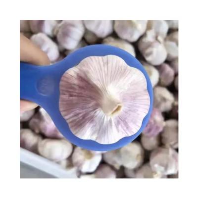 China Wholesale Price Garlic Factory Direct Sale Healthy Pure White Fresh Peeled Garlic With Vacuumize Packing Garlic for sale