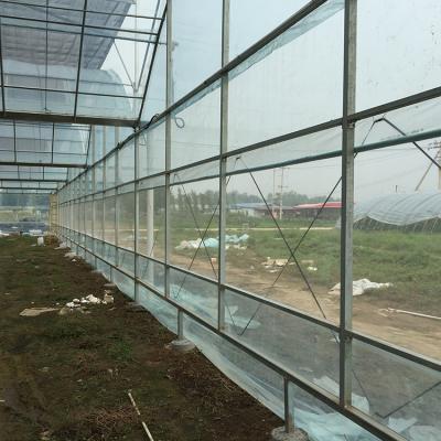 China Eco Friendly Multi Functional High Quality Hydrophonic Film Multi Span Greenhouse Or Hemp for sale