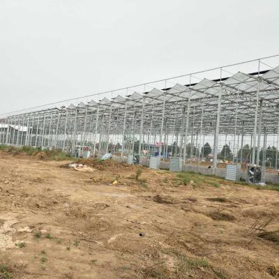 China Eco Friendly High Quality Commercial Glass Greenhouse Large Multi-span Greenhouse for sale