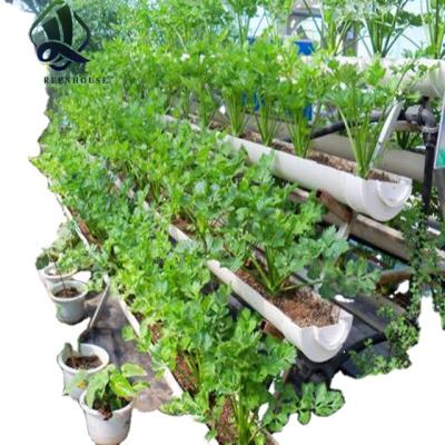 China Complete Hydroponic Dutch Building Material Stores Bucket System For Vegetable Growing From Greenhouse for sale