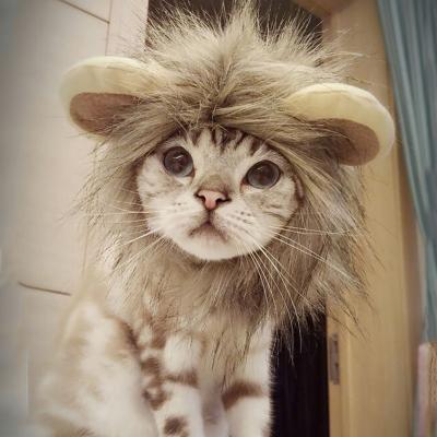 China Custom Novelty Puppy Cat Costume Lion Headgear Dog Plush Hats Wholesale for sale